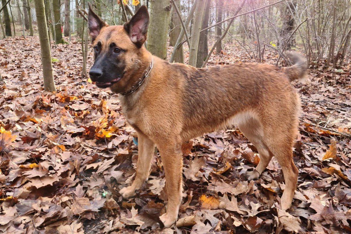 Beau