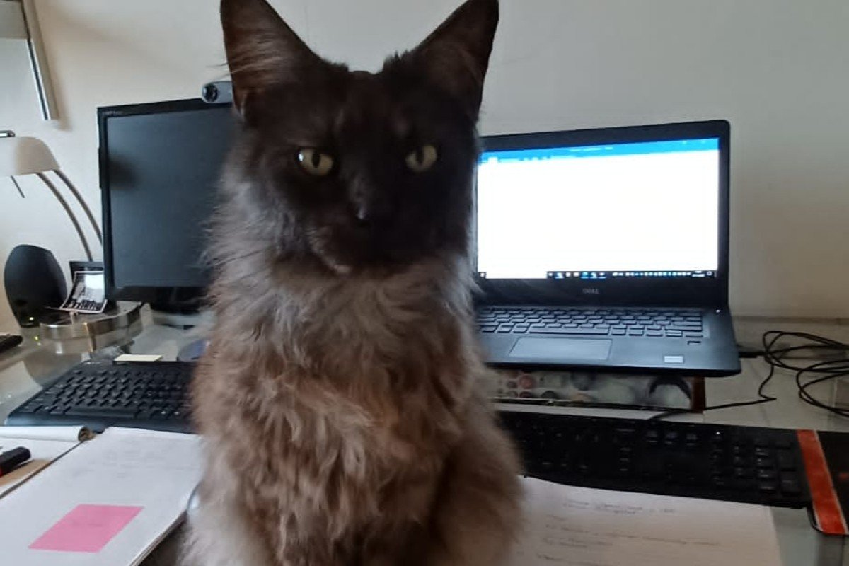 Zappa
