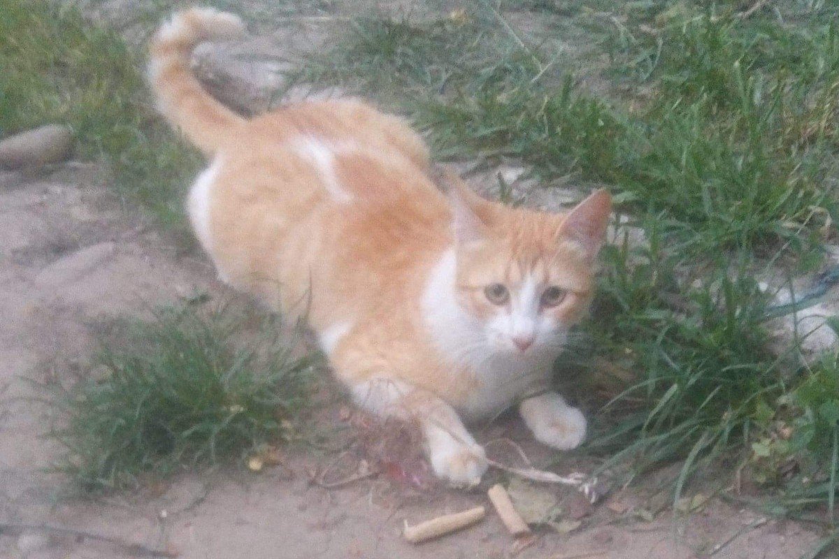 Tony