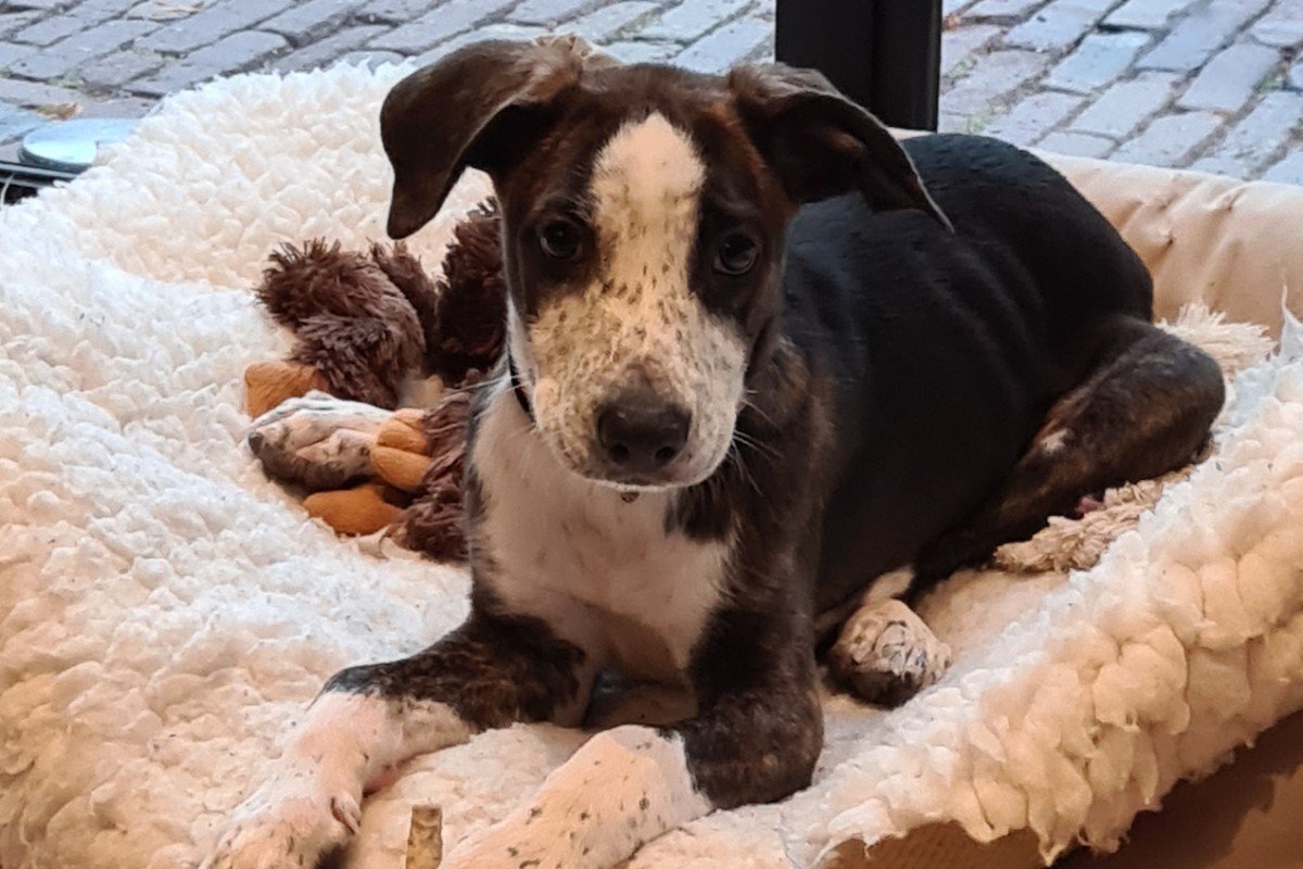 Pellizco roepnaam Pelle