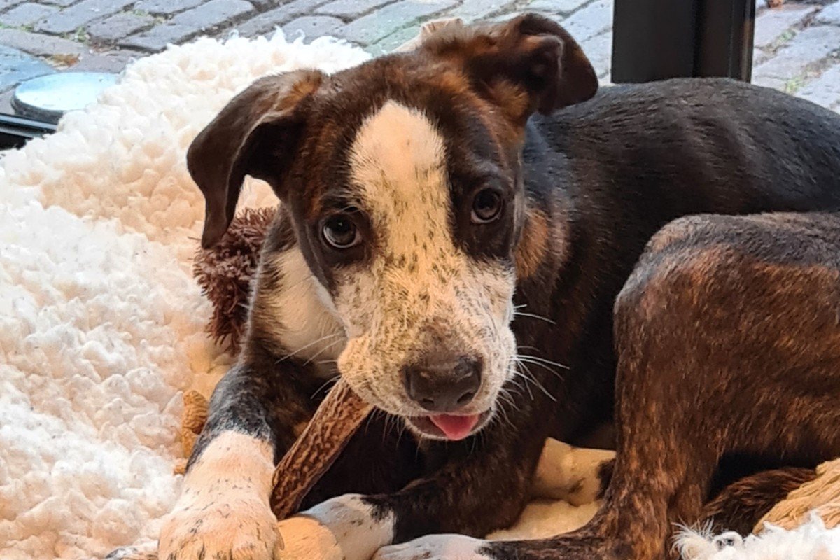 Pellizco roepnaam Pelle