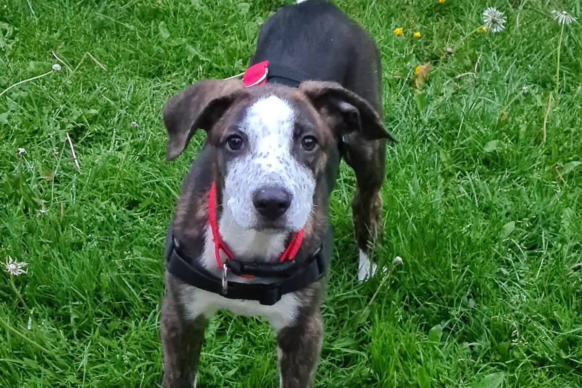 Pellizco roepnaam Pelle