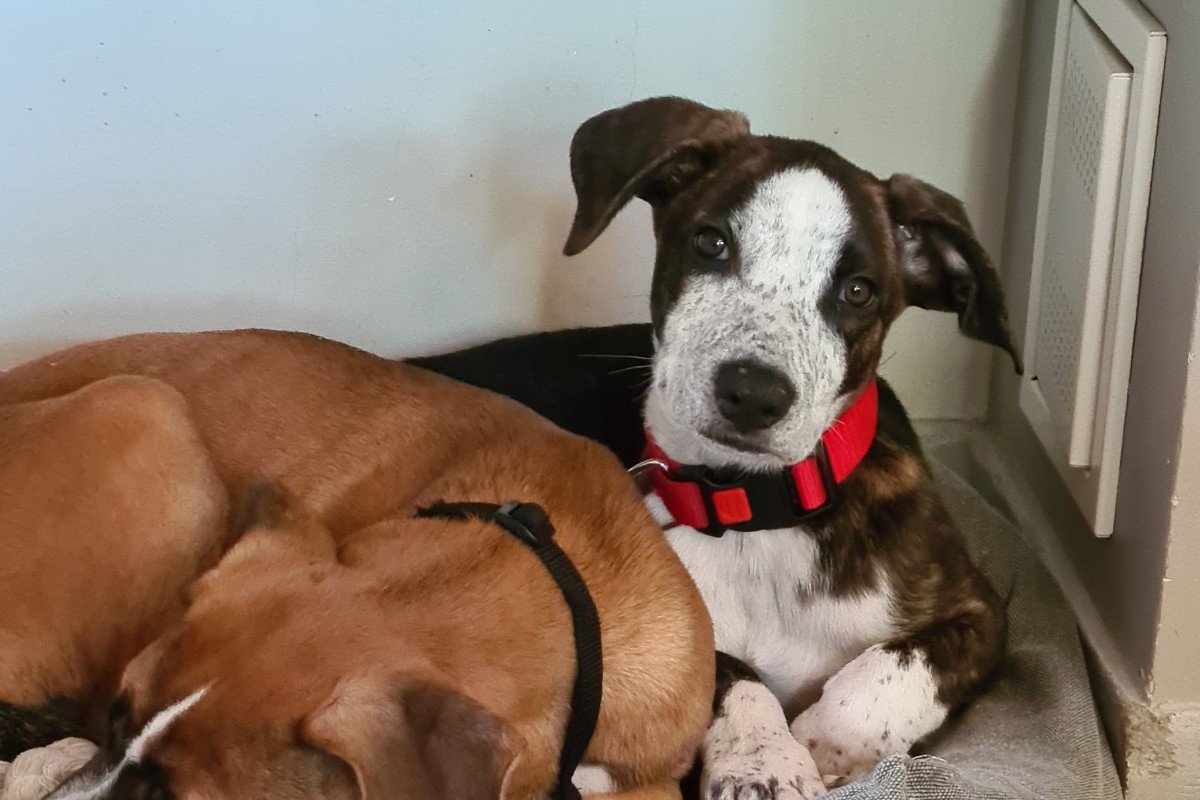 Pellizco roepnaam Pelle