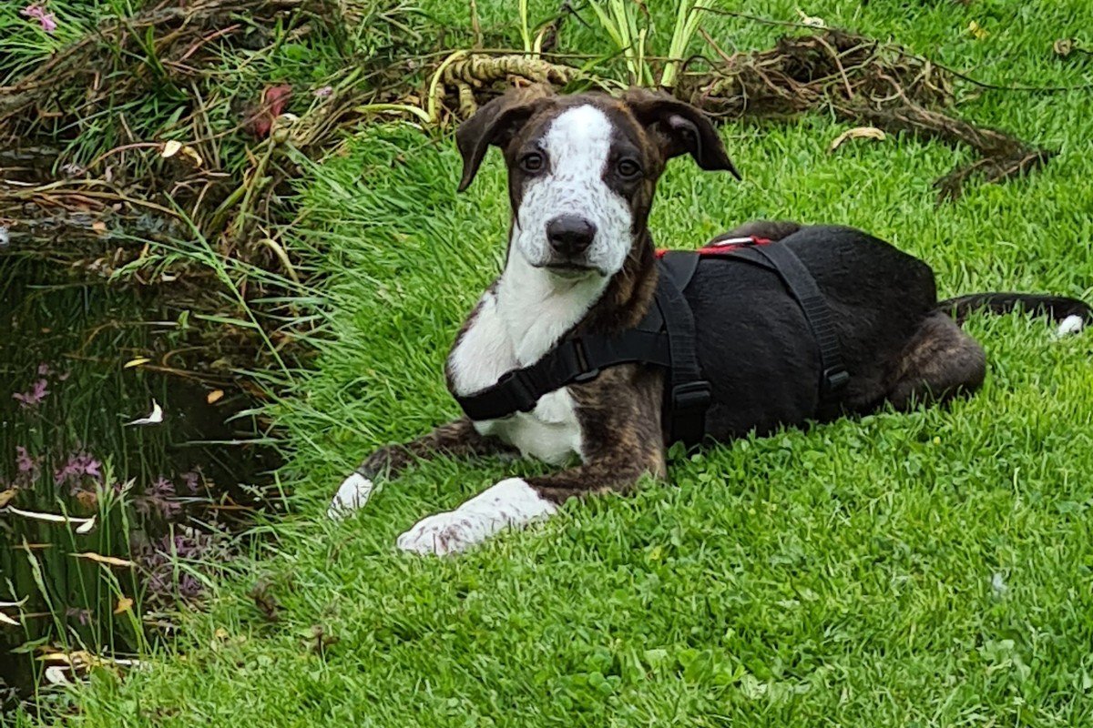 Pellizco roepnaam Pelle