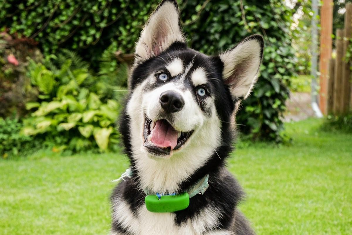 Floki