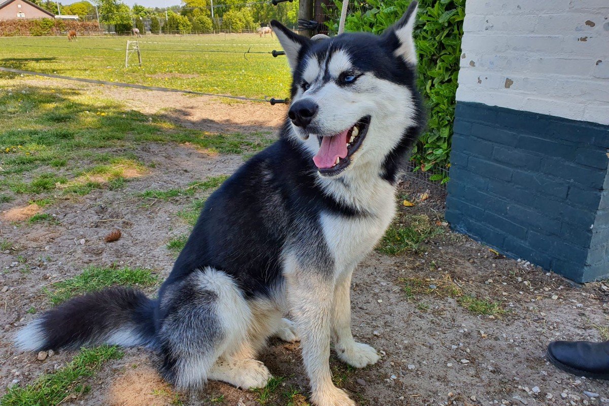 Floki
