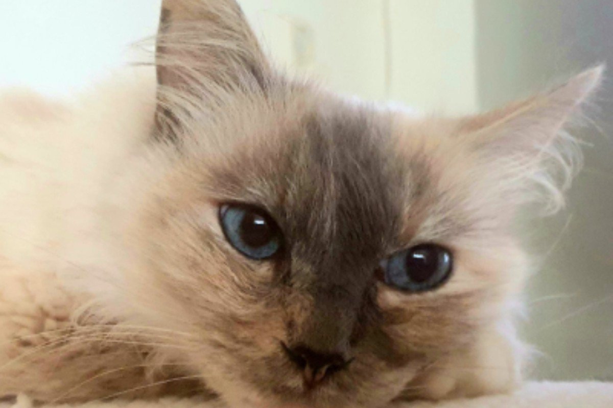 Pipi
