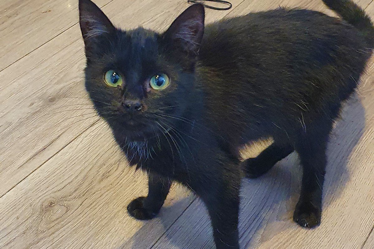 Nala
