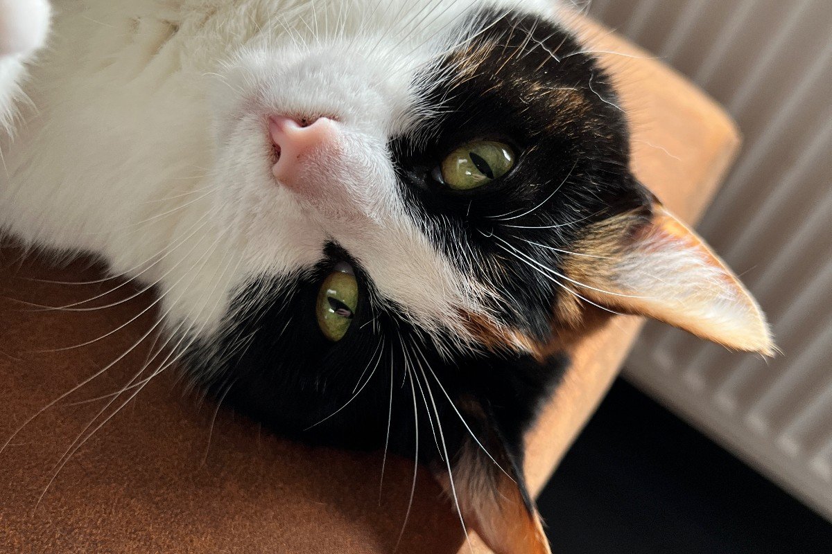 Loetje