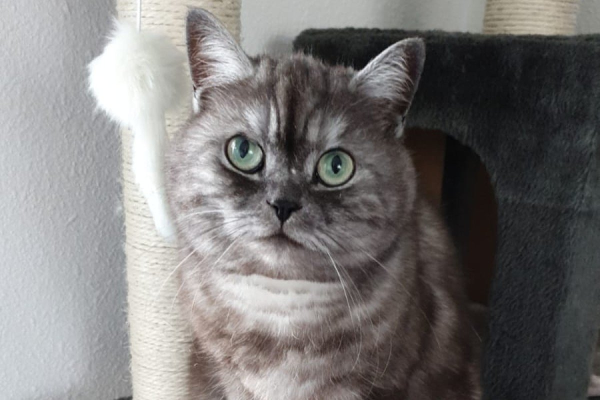 Diva
