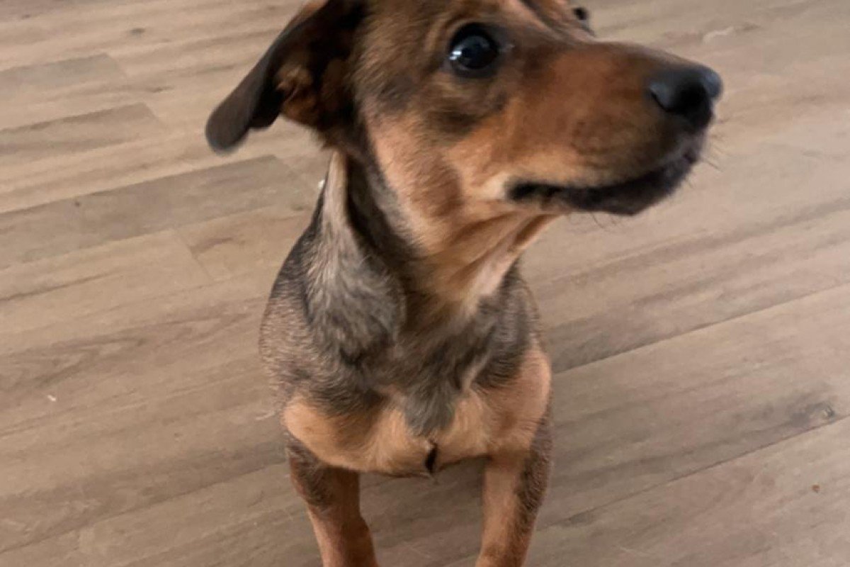 Bowie