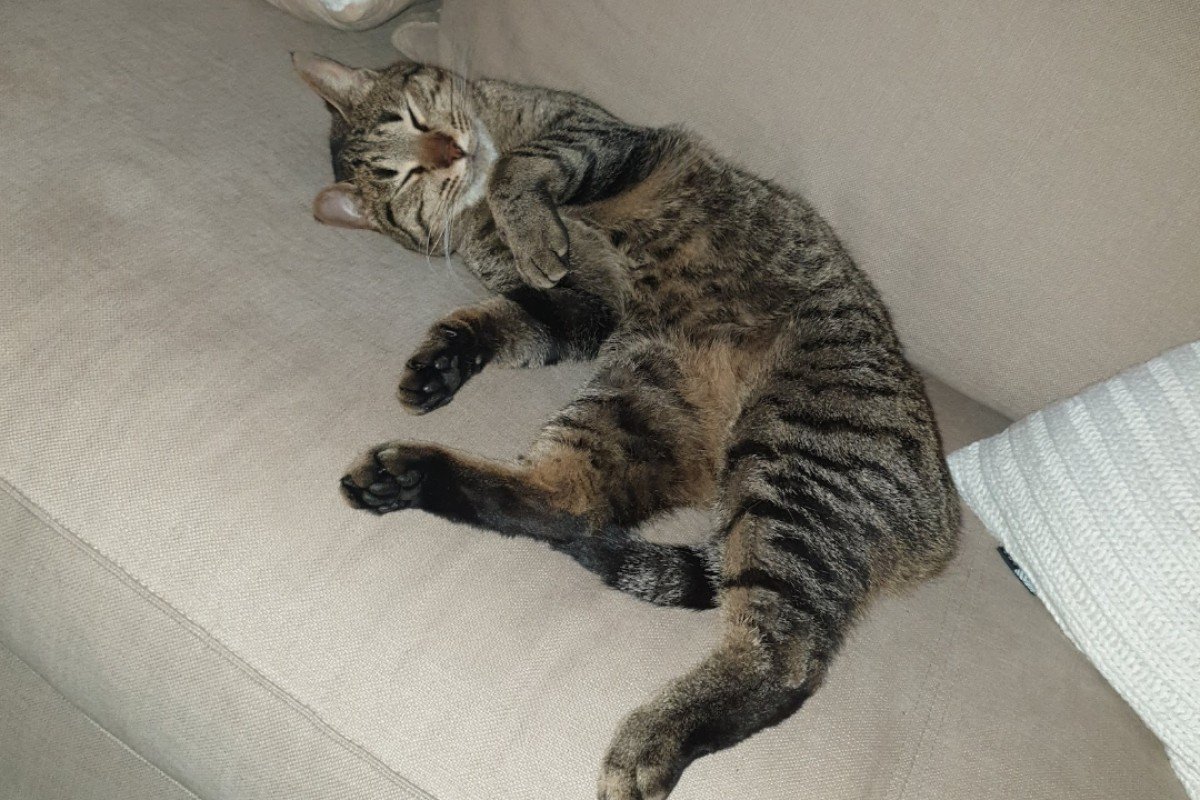 Gizmo