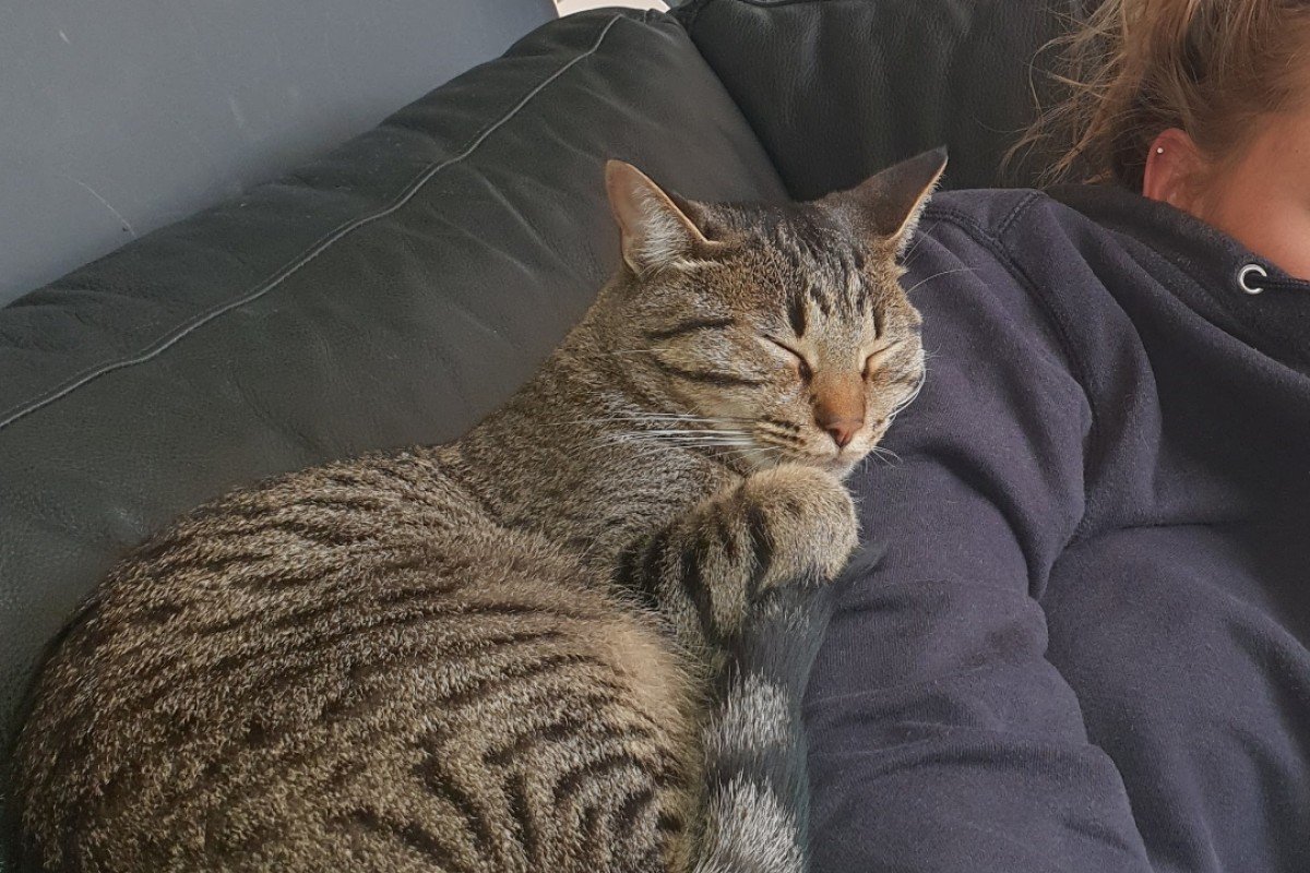 Gizmo