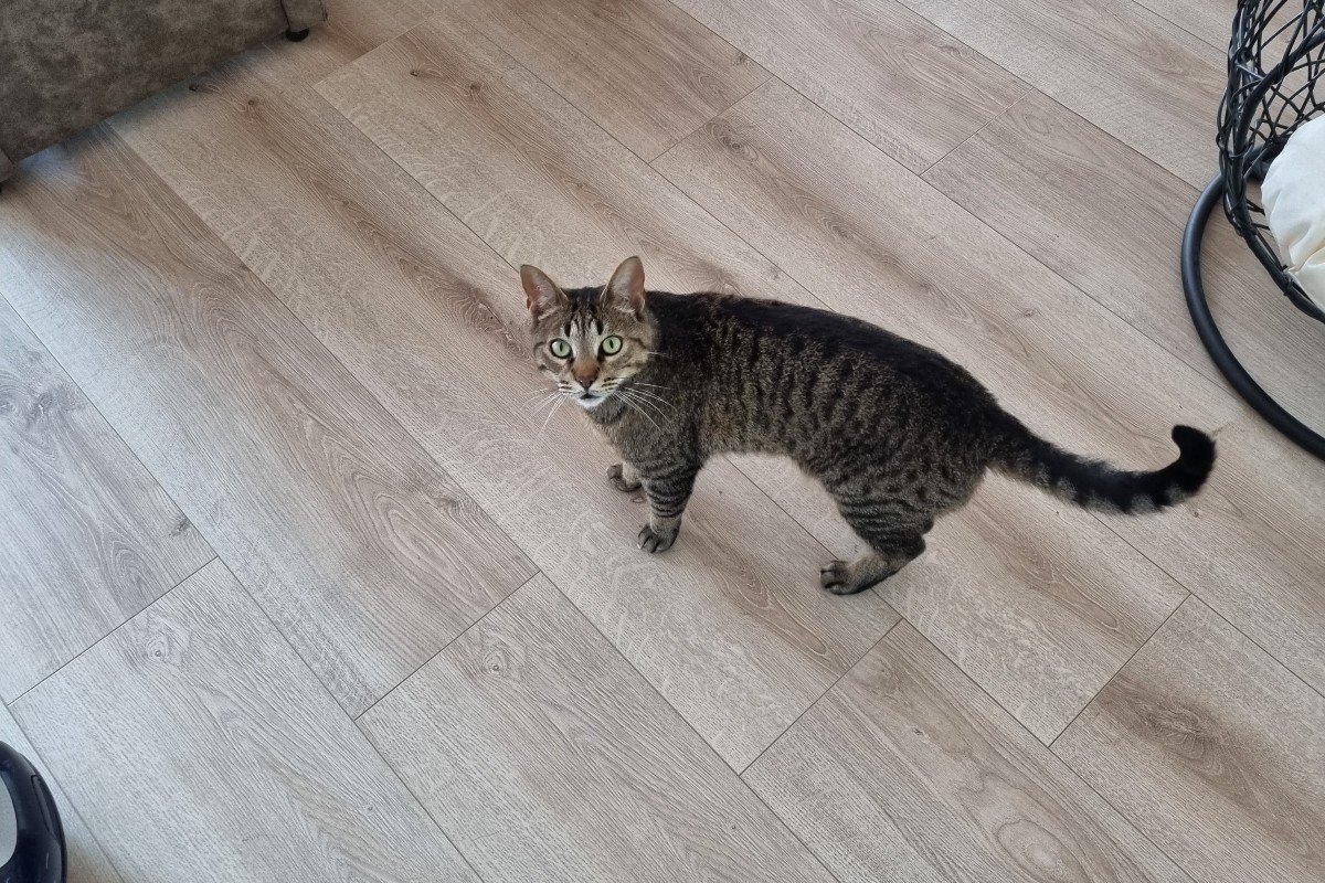 Gizmo