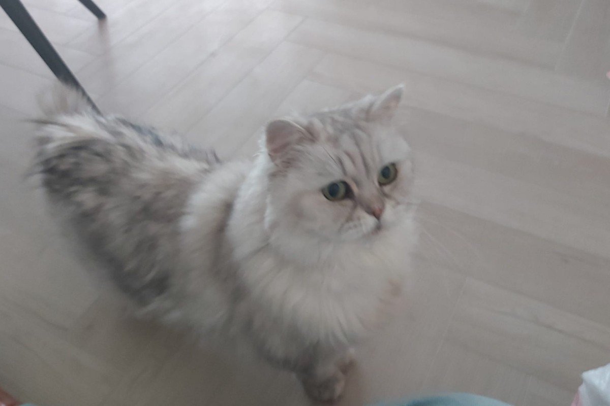 Pip