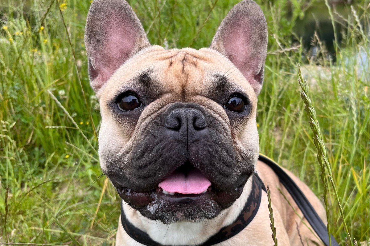 Cato