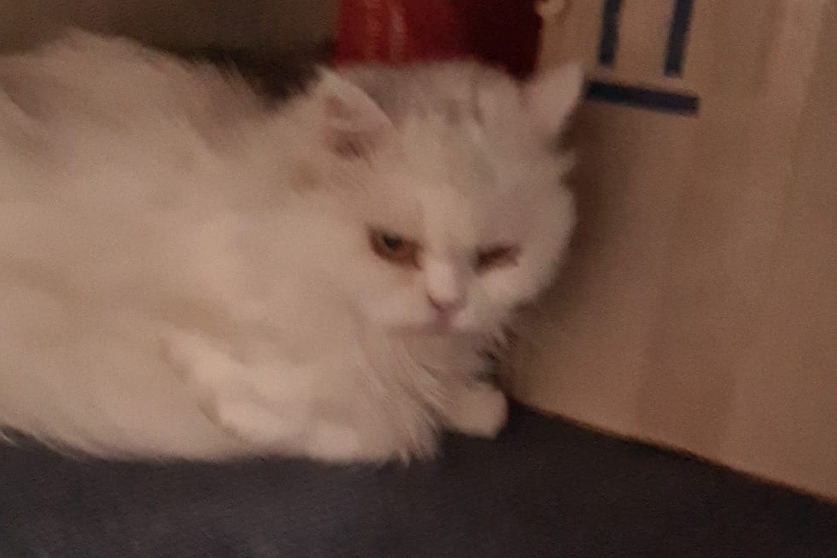 Coco