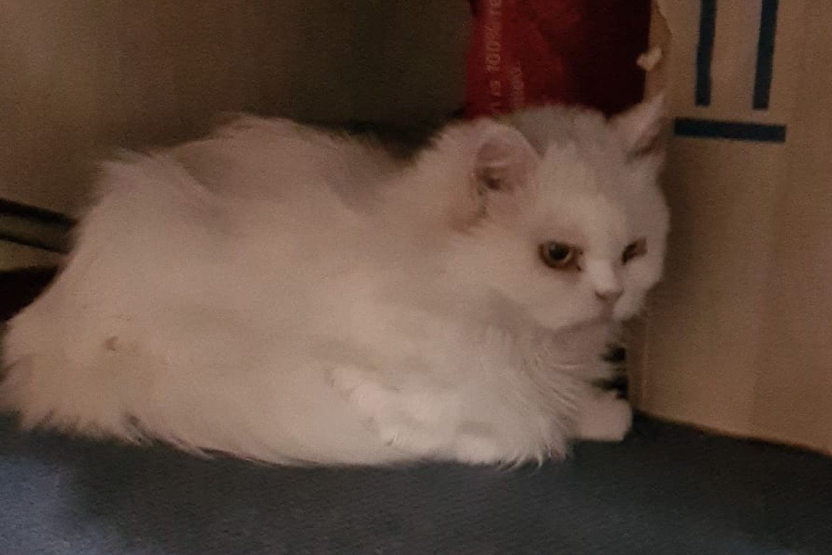Coco