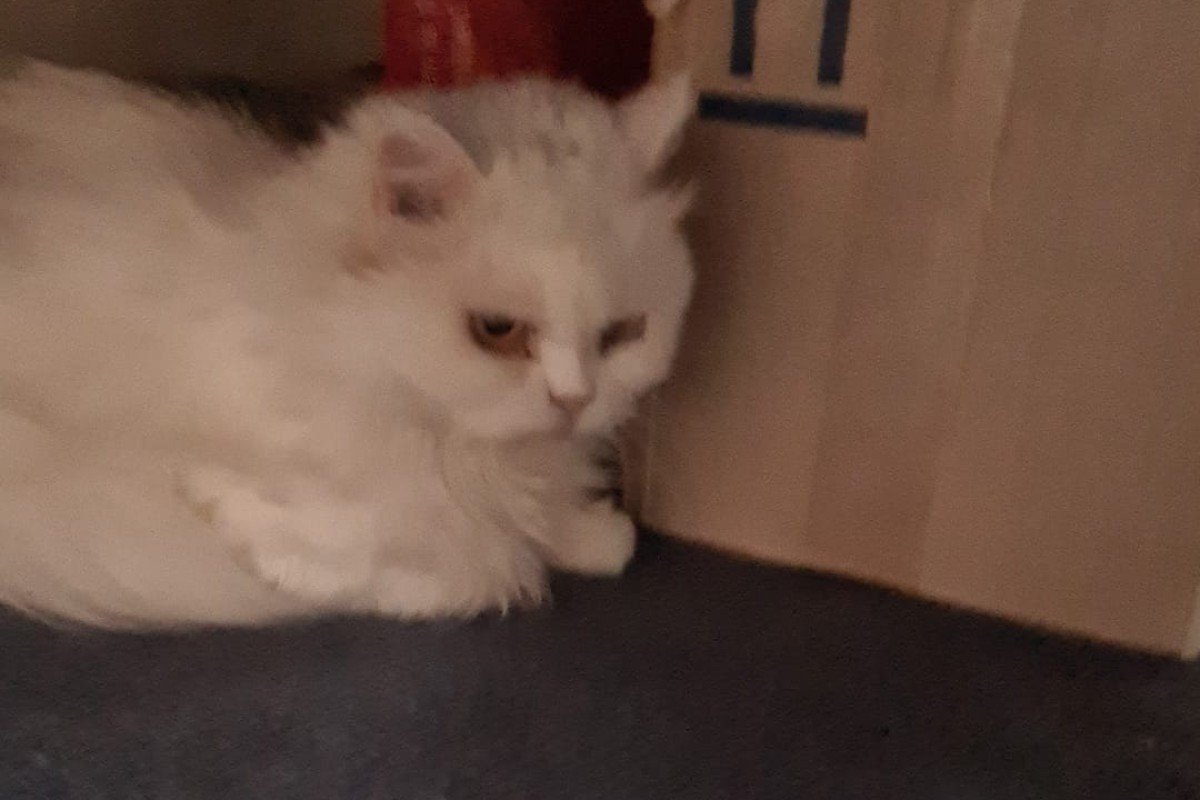 Coco