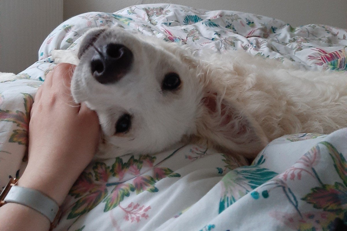 Floki
