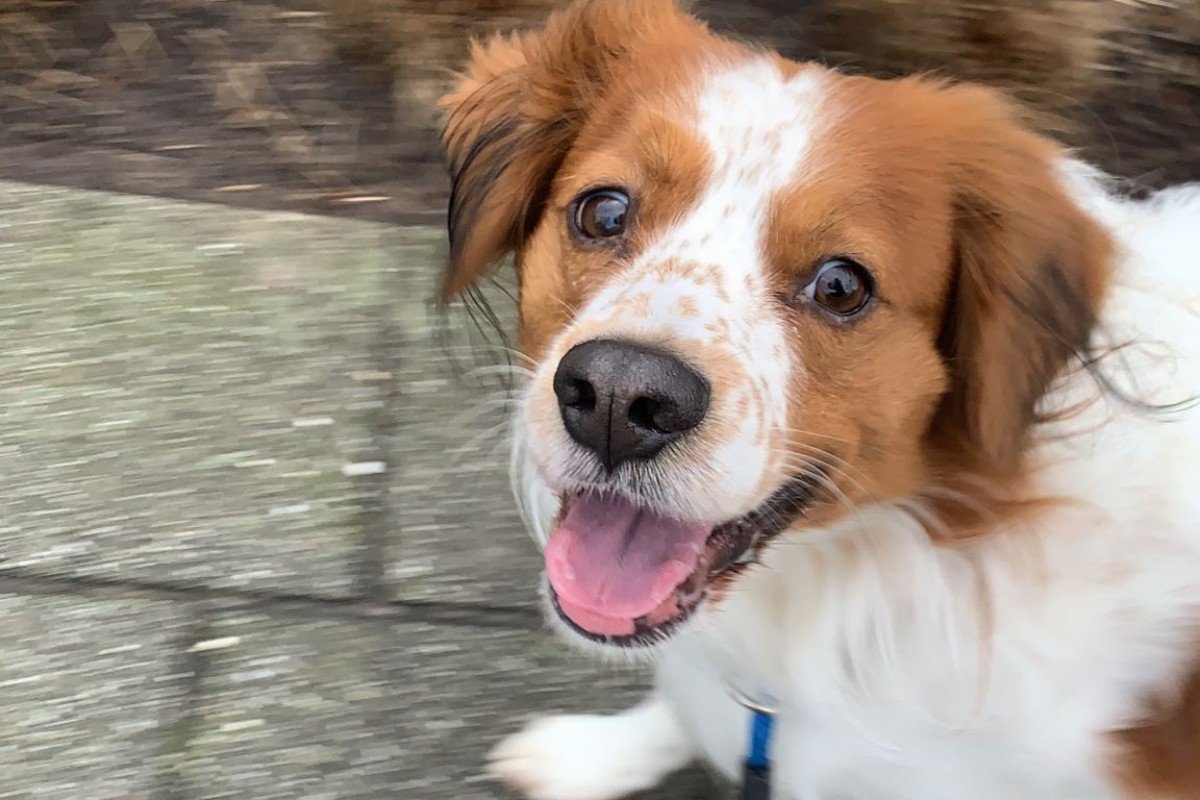 Sammy