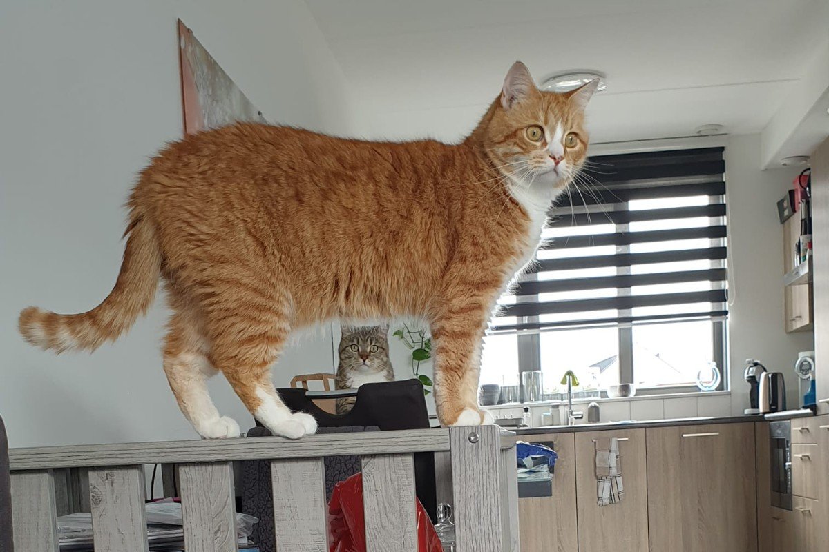 Milo