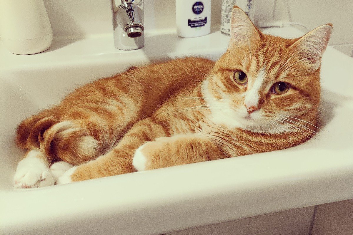 Milo