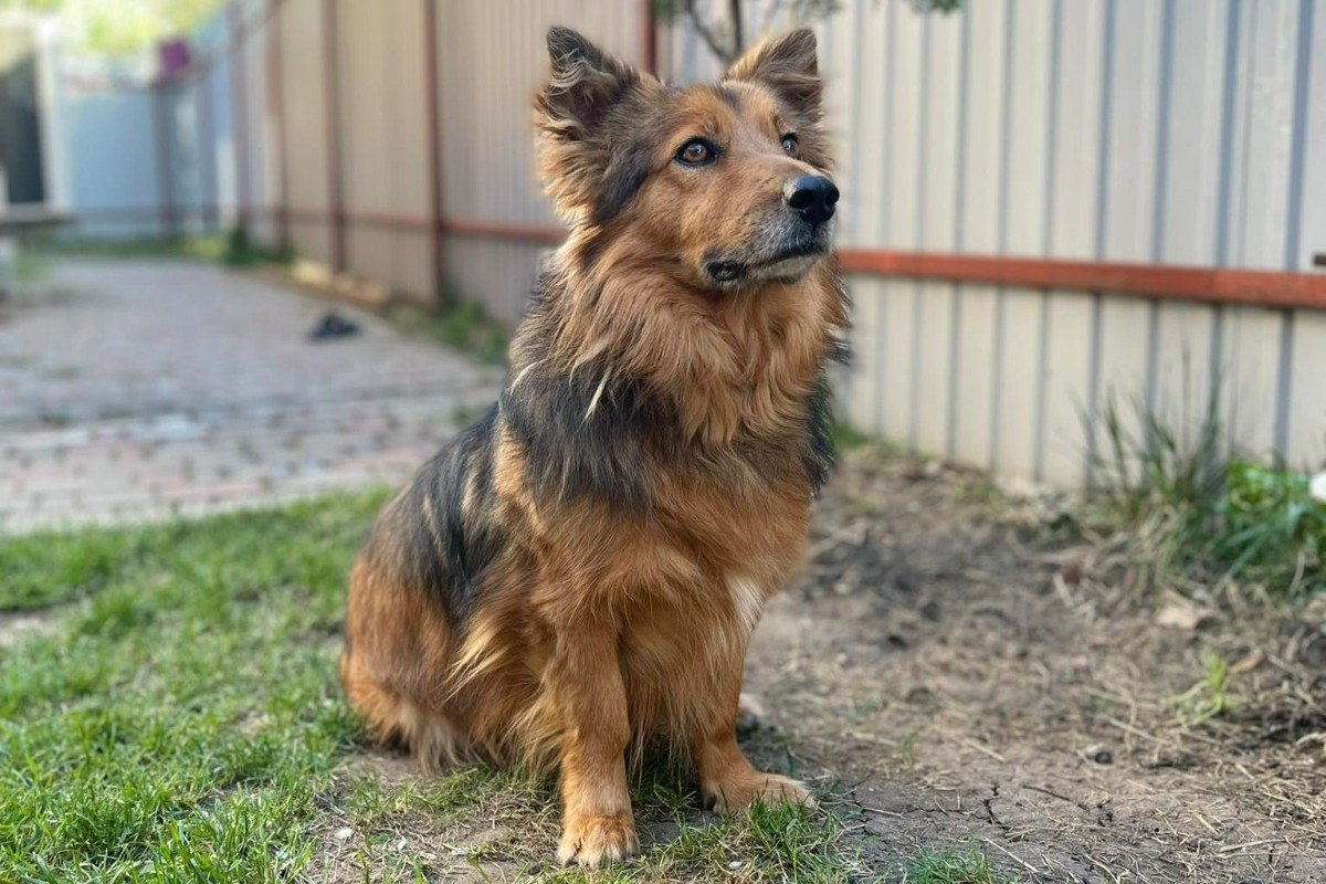 Simba