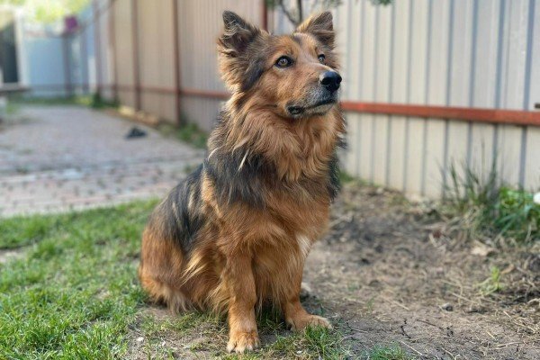 Simba