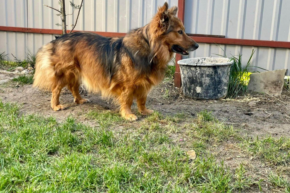 Simba