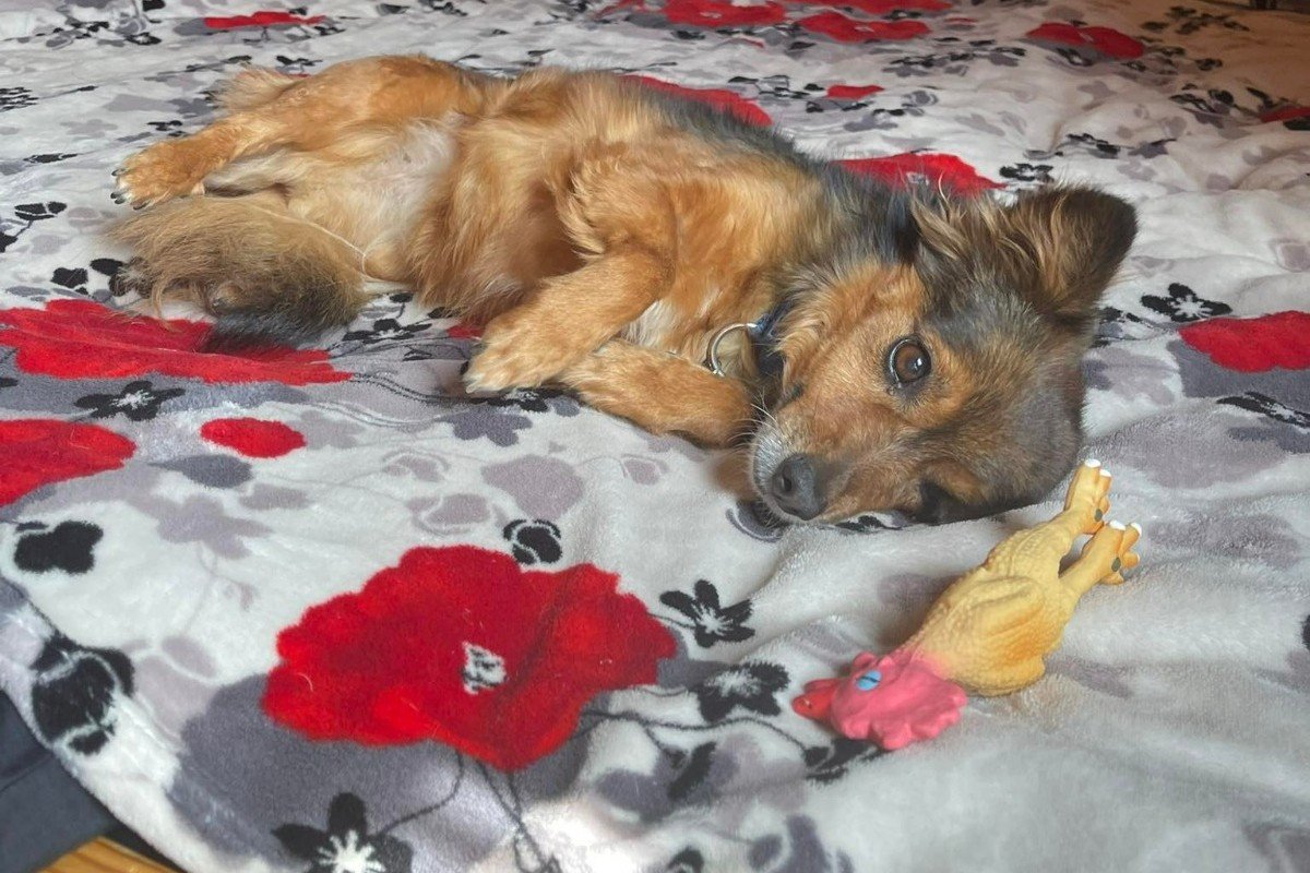 Nala