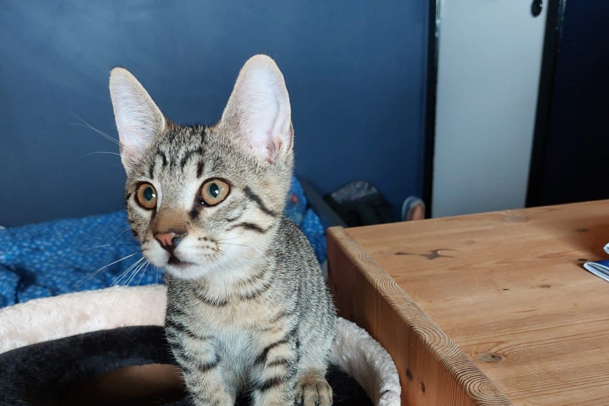 Miso