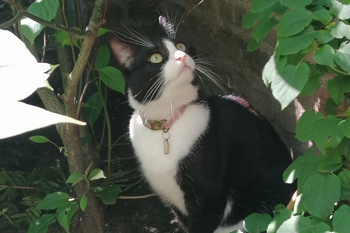 Pip