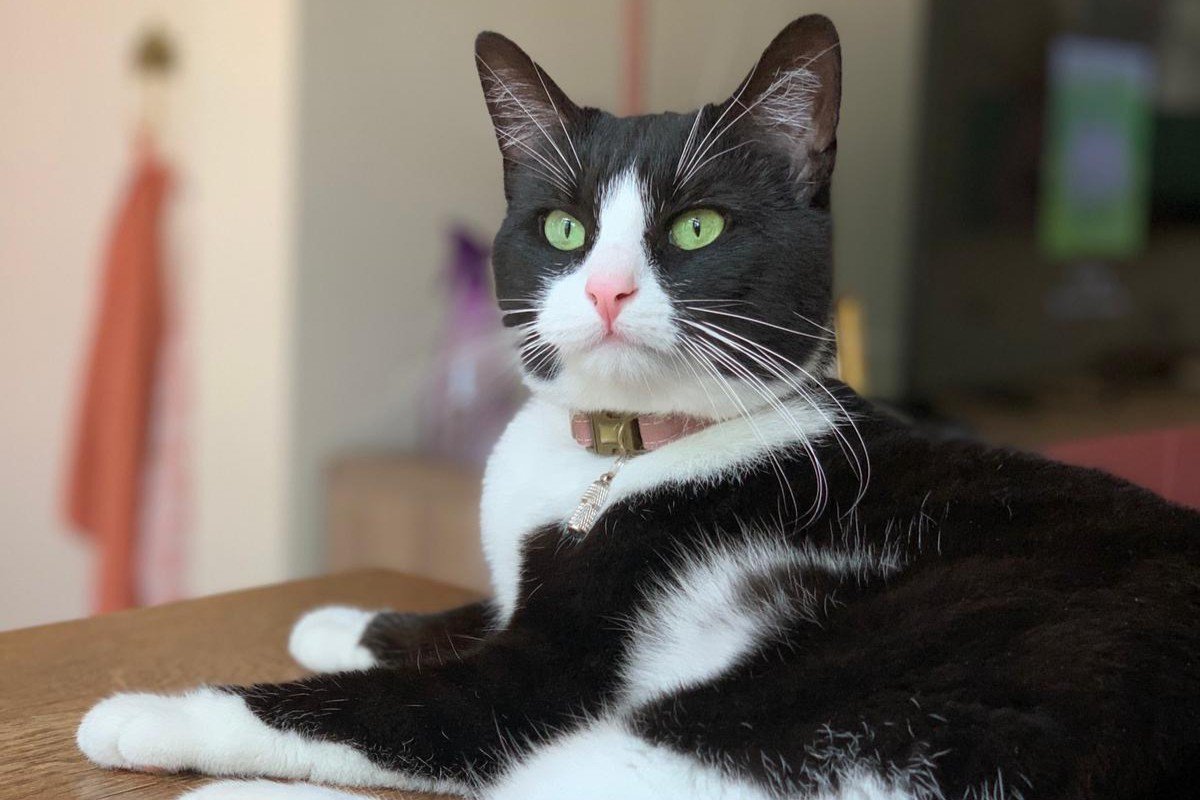 Pip