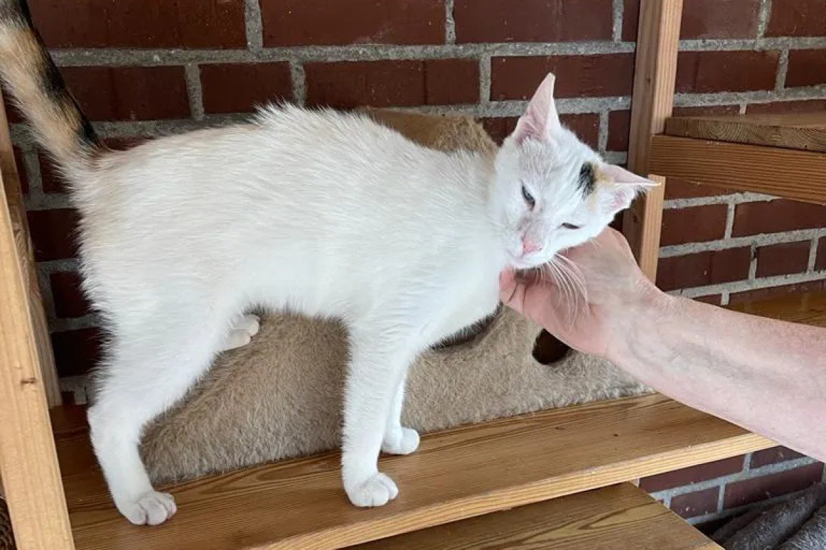 Pina