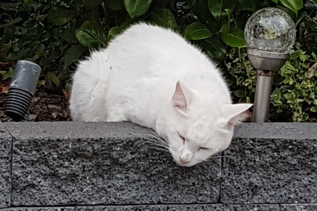 Droppie
