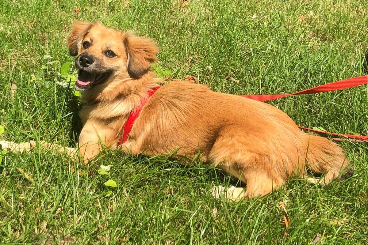 Pip
