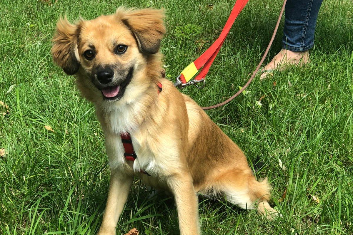 Pip