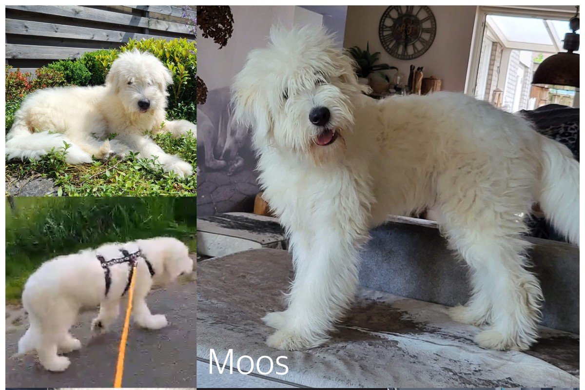 Moos
