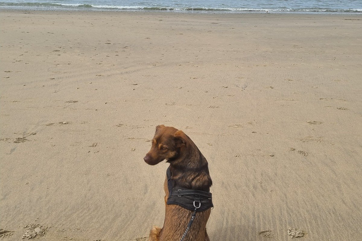 Alfie