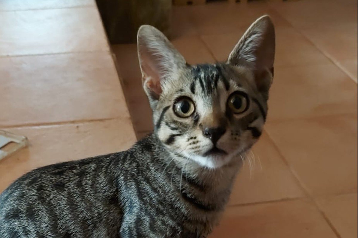 Odin