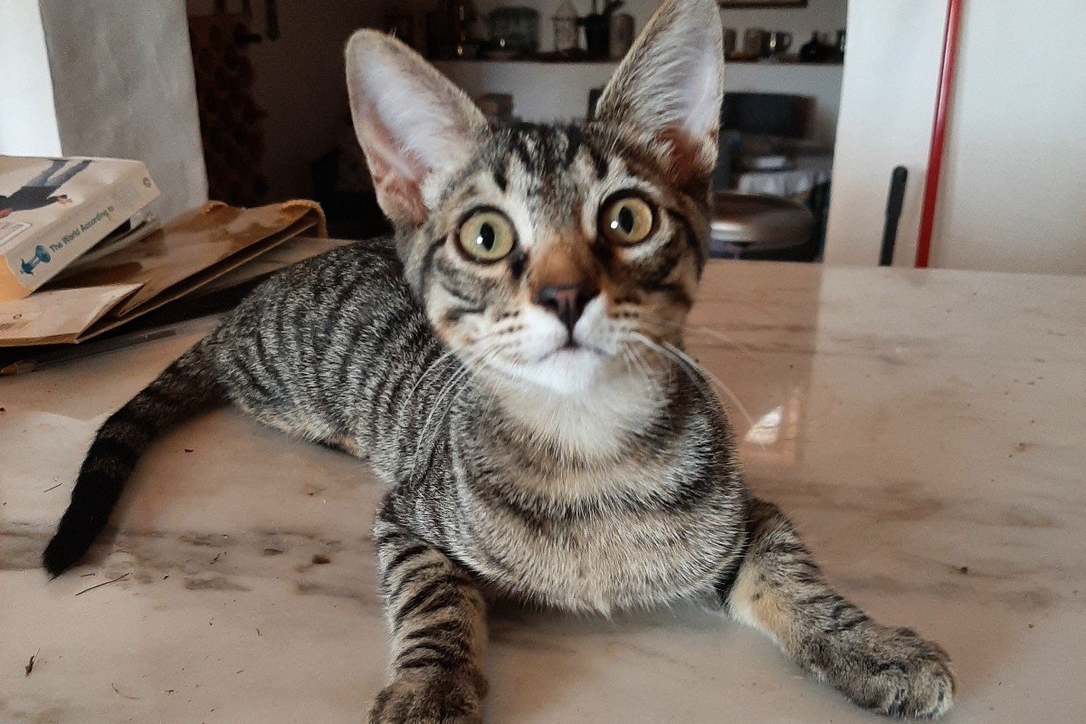Odin