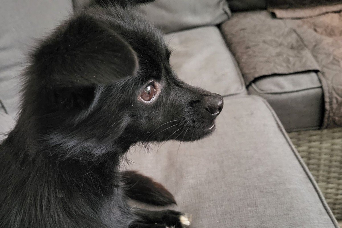 Evie