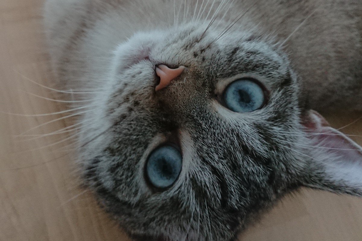 Timo