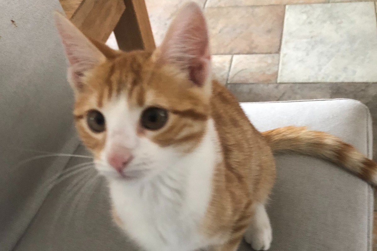 Ginger