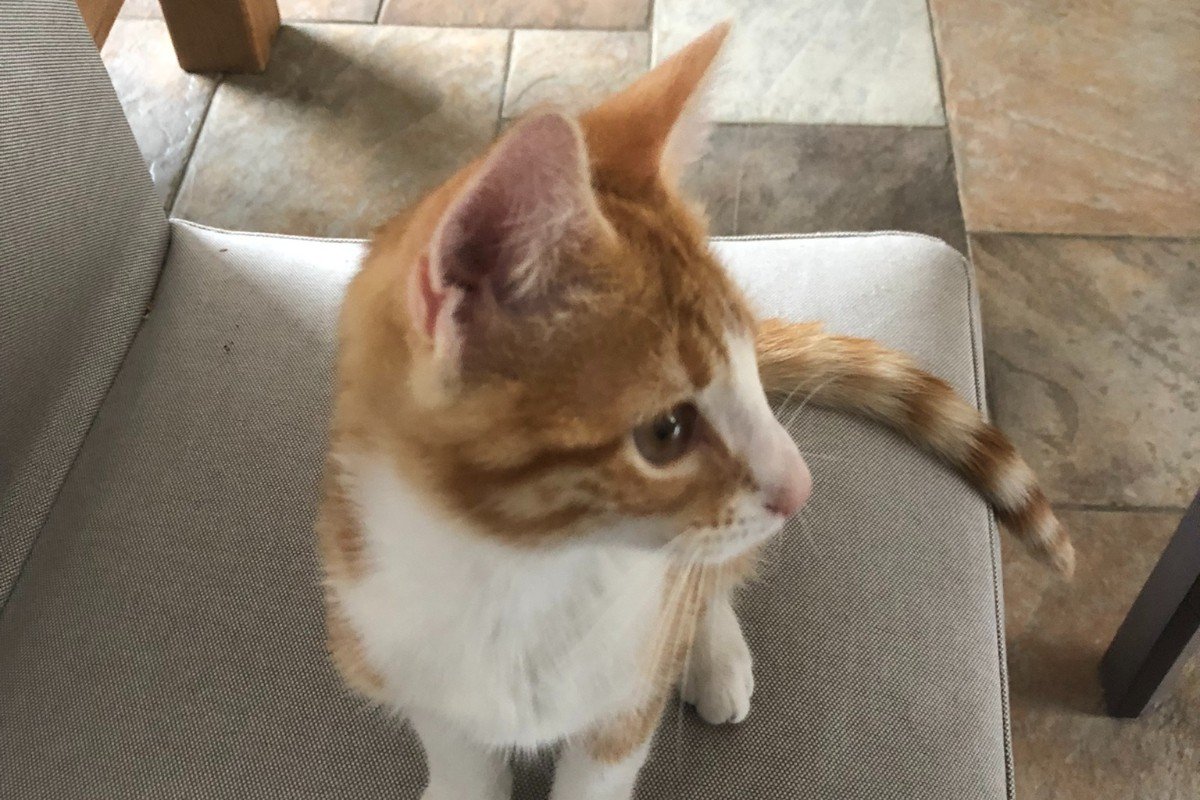 Ginger