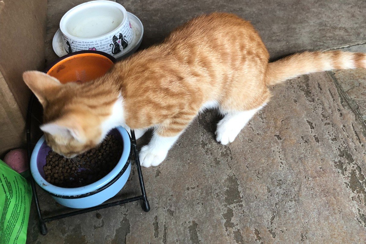 Ginger
