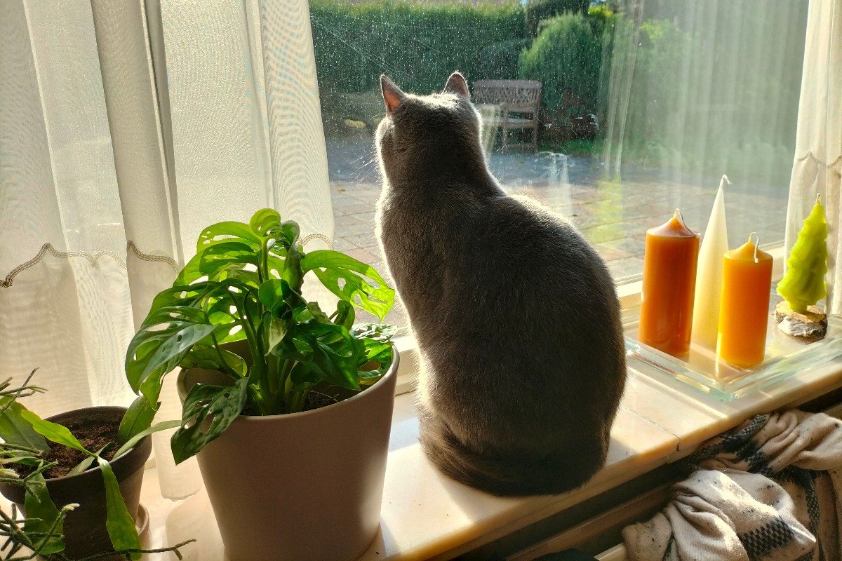 Mara (Poes)