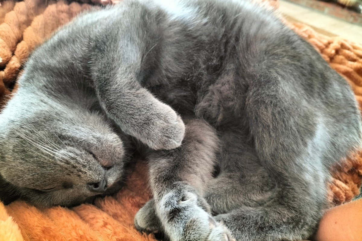 Mara (Poes)