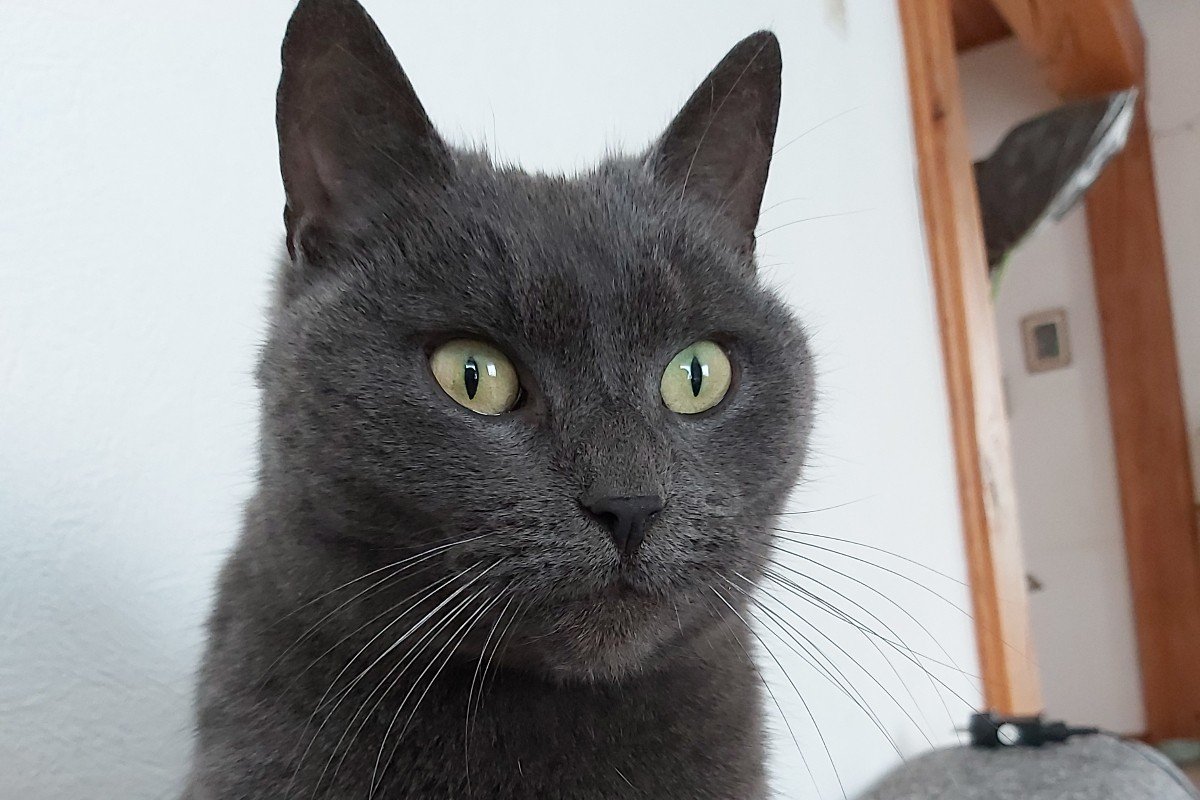 Mara (Poes)